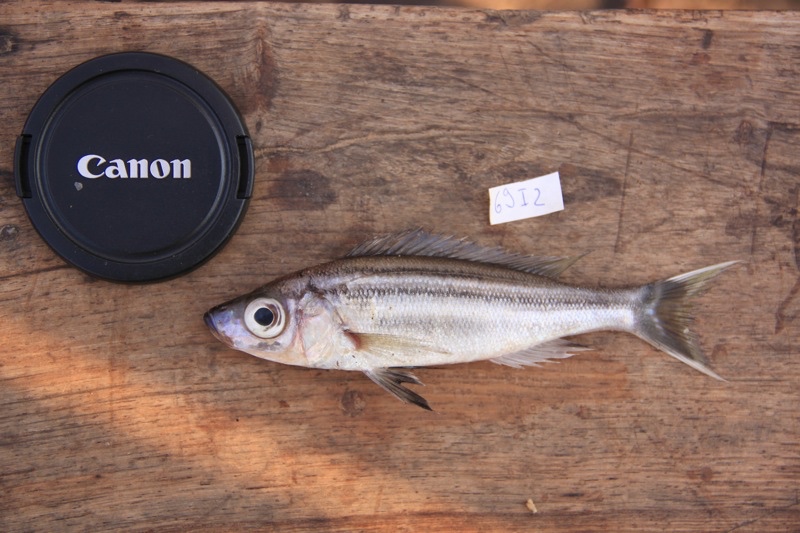 Benthochromis tricoti 'Mpulungu'